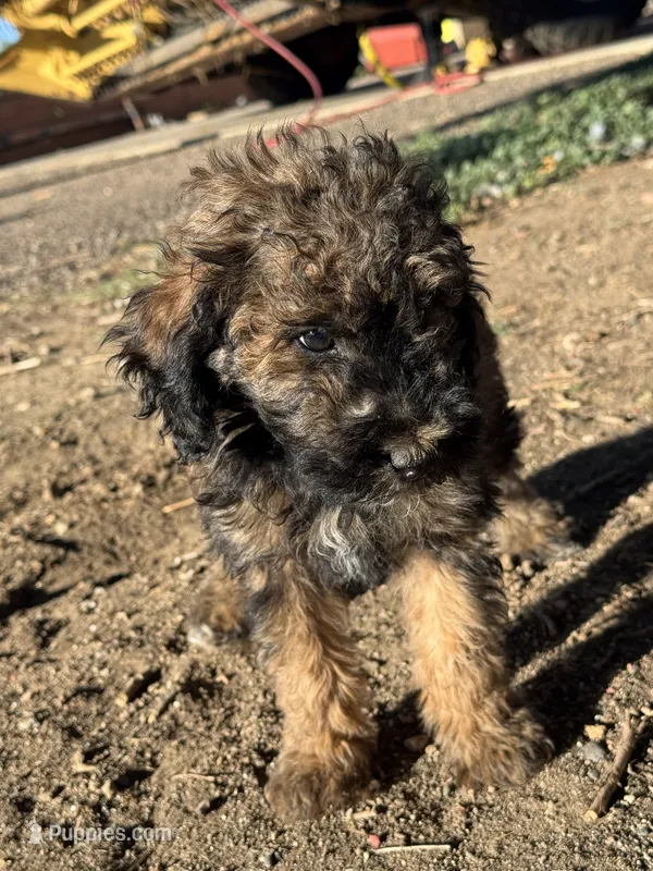 Button - phantom female – Poodle - Miniature , Poodle - Standard  puppy for sale in Longmont, CO