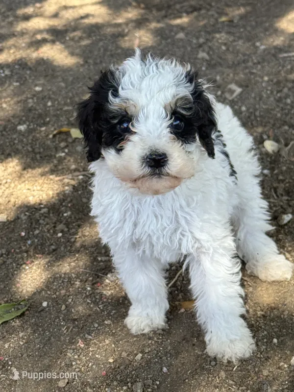 Love – Bernedoodle, Miniature Bernedoodle puppy for sale in Longmont, CO