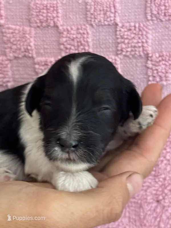 Pepper – Bernedoodle, Miniature Bernedoodle puppy for sale in Longmont, CO
