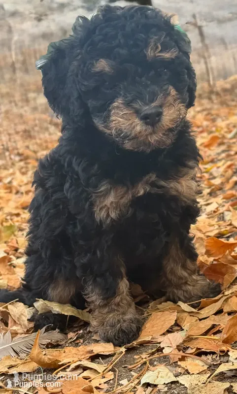 Venice  – Bernedoodle, Miniature Bernedoodle puppy for sale in Longmont, CO