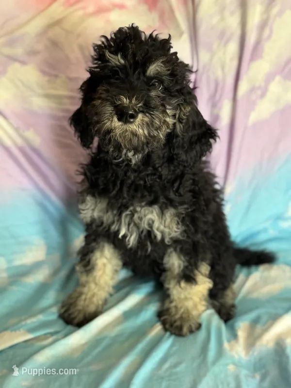 Kendrick – Poodle - Standard  puppy for sale in Longmont, CO