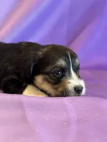 processed/17812dc7-b2ac-4305-9e41-732a1b312d59/listing/ae3227c6-c3e7-45d5-a6ad-47c2912b20e0/000ed62b-3695-4f39-8811-b2a3bbe94749