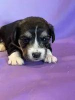 processed/17812dc7-b2ac-4305-9e41-732a1b312d59/listing/ae3227c6-c3e7-45d5-a6ad-47c2912b20e0/28749b2c-8659-49fa-8e1c-ee2d3944b36d