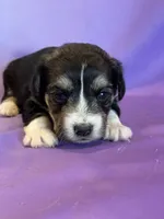 processed/17812dc7-b2ac-4305-9e41-732a1b312d59/listing/ae3227c6-c3e7-45d5-a6ad-47c2912b20e0/bb221630-7442-411c-9de8-9f1f6fb9a401