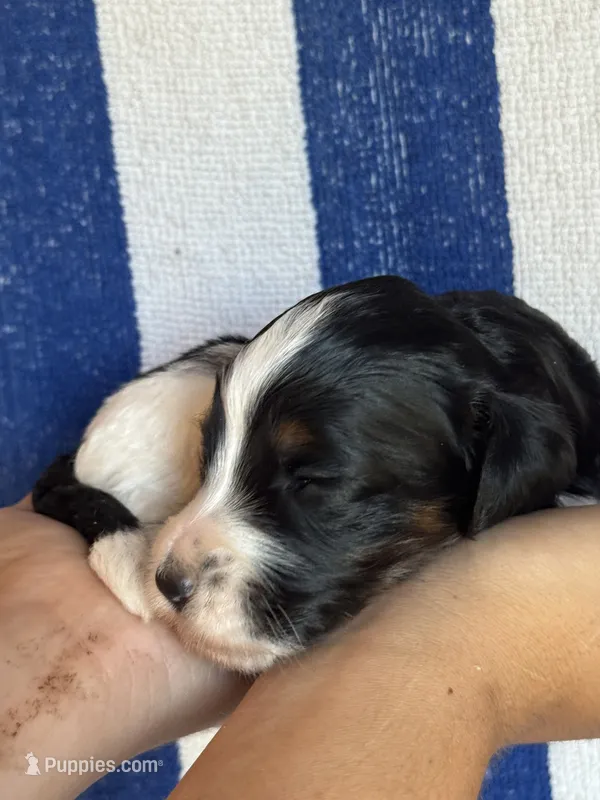 Bruno – Bernedoodle, Miniature Bernedoodle puppy for sale in Longmont, CO