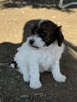 Butterfly, a female Bernedoodle and Miniature Bernedoodle for sale in Longmont, CO – 7 of 10