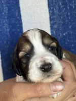Rusty, a male Bernedoodle and Miniature Bernedoodle for sale in Longmont, CO – 8 of 10