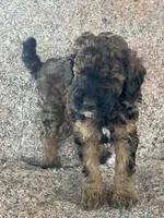 Bean - Red Phantom female , a female Poodle - Miniature  and Poodle - Standard  for sale in Longmont, CO – 5 of 8