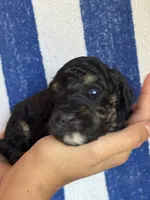 Theo, a male Bernedoodle and Miniature Bernedoodle for sale in Longmont, CO – 4 of 7