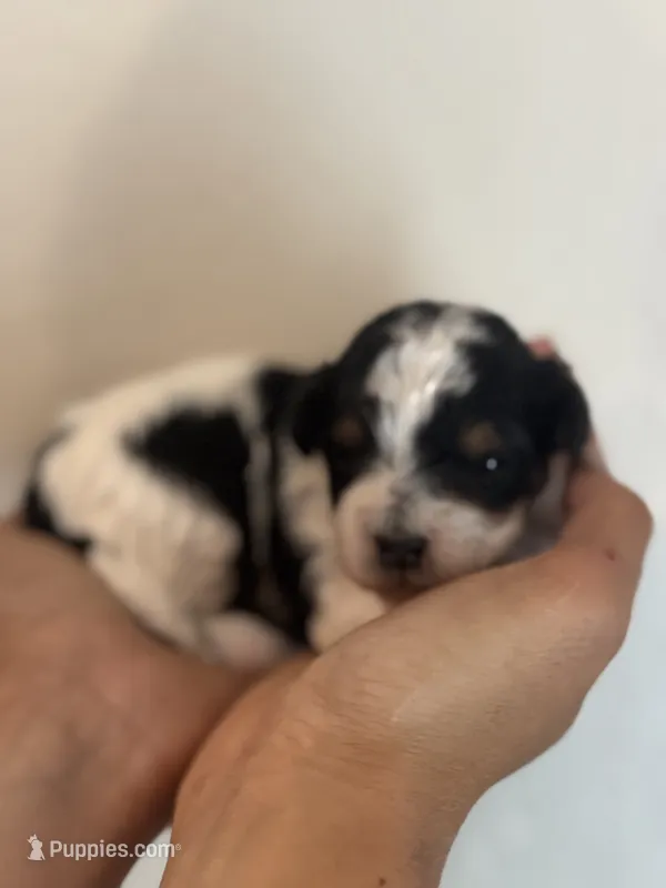 Daisy – Bernedoodle, Miniature Bernedoodle puppy on hold in Longmont, CO