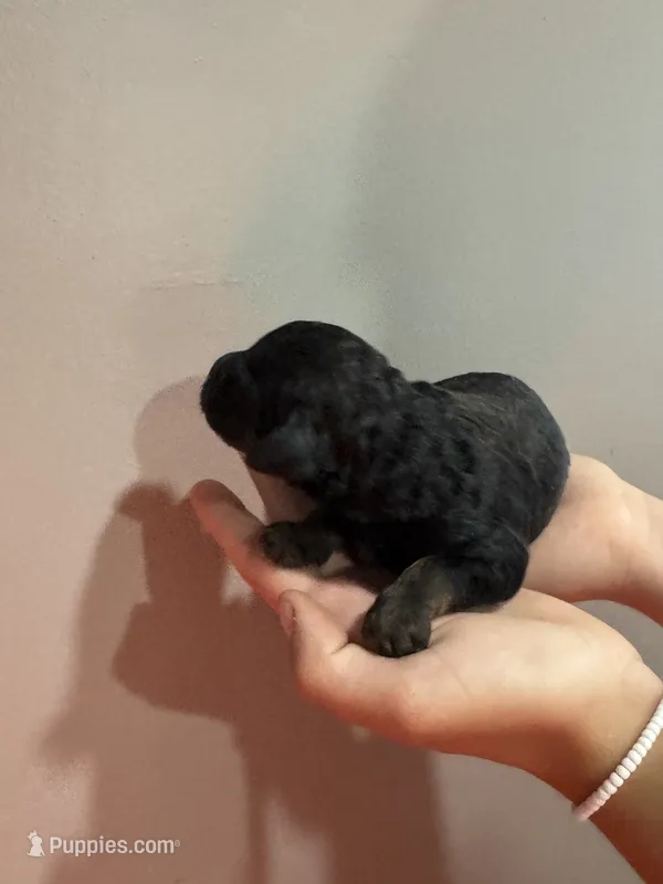 Winston - Phantom male – Poodle - Miniature , Poodle - Standard  puppy for sale in Longmont, CO