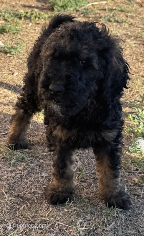 Toby – Poodle - Miniature , Poodle - Standard  puppy for sale in Longmont, CO