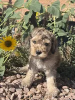 Dutton, a male Bernedoodle and Miniature Bernedoodle for sale in Longmont, CO – 2 of 10