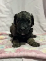 Button - phantom female, a female Poodle - Miniature  and Poodle - Standard  for sale in Longmont, CO – 8 of 8