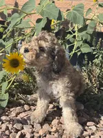 Dutton, a male Bernedoodle and Miniature Bernedoodle for sale in Longmont, CO – 3 of 10