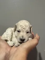 Cream female , a female Poodle - Miniature  and Poodle - Standard  for sale in Longmont, CO – 8 of 10