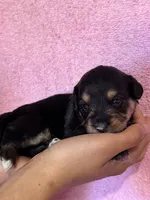 Surprise, a female Pembroke Welsh Corgi and Poodle - Miniature  for sale in Longmont, CO – 8 of 9