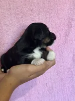 Song, a female Pembroke Welsh Corgi and Poodle - Miniature  for sale in Longmont, CO – 5 of 10