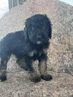 Toby, a male Poodle - Miniature  and Poodle - Standard  for sale in Longmont, CO – 6 of 8