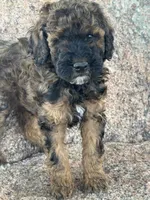 Bean - Red Phantom female , a female Poodle - Miniature  and Poodle - Standard  for sale in Longmont, CO – 6 of 8