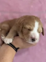 Honey, a female Bernedoodle and Miniature Bernedoodle for sale in Longmont, CO – 3 of 10