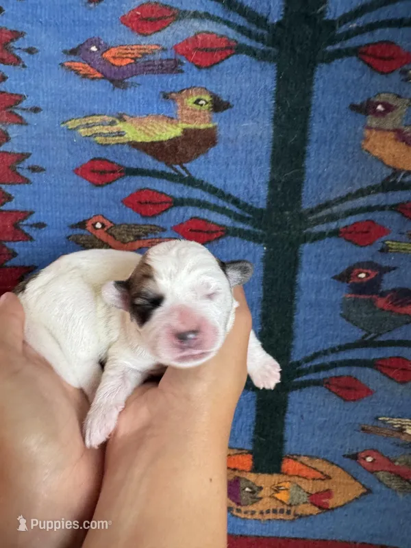 Ozzy, a male Pembroke Welsh Corgi and Poodle - Miniature  for sale in Longmont, CO – Photo 1 of 8