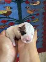 Ozzy, a male Pembroke Welsh Corgi and Poodle - Miniature  for sale in Longmont, CO – Photo 5 of 8