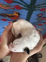 Ozzy, a male Pembroke Welsh Corgi and Poodle - Miniature  for sale in Longmont, CO – Photo 4 of 8