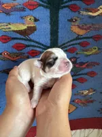 Ozzy, a male Pembroke Welsh Corgi and Poodle - Miniature  for sale in Longmont, CO – Photo 3 of 8