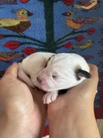Ozzy, a male Pembroke Welsh Corgi and Poodle - Miniature  for sale in Longmont, CO – Photo 7 of 8