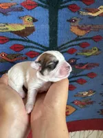 Ozzy, a male Pembroke Welsh Corgi and Poodle - Miniature  for sale in Longmont, CO – Photo 8 of 8