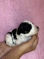 Ashland, a female Bernedoodle and Miniature Bernedoodle for sale in Longmont, CO – 9 of 10