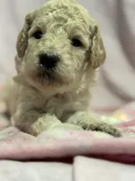 Cream female , a female Poodle - Miniature  and Poodle - Standard  for sale in Longmont, CO – 5 of 10