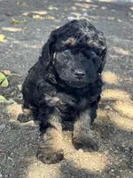 Cordell, a female Bernedoodle and Miniature Bernedoodle for sale in Longmont, CO – 3 of 10