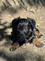Kitten, a female Pembroke Welsh Corgi and Poodle - Miniature  for sale in Longmont, CO – 6 of 8