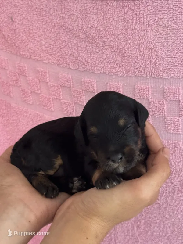 Belinda – Bernedoodle, Miniature Bernedoodle puppy for sale in Longmont, CO