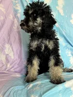 Arianna , a female Poodle - Standard  for sale in Longmont, CO – 8 of 10