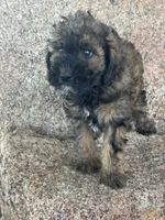 Button - phantom female, a female Poodle - Miniature  and Poodle - Standard  for sale in Longmont, CO – 6 of 8