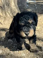 Venice , a female Bernedoodle and Miniature Bernedoodle for sale in Longmont, CO – 5 of 10