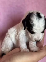 Love, a female Bernedoodle and Miniature Bernedoodle for sale in Longmont, CO – 9 of 10