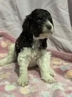 Jax - chocolate tri color parti, a male Poodle - Miniature  and Poodle - Standard  for sale in Longmont, CO – 5 of 10