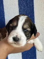 Rusty, a male Bernedoodle and Miniature Bernedoodle for sale in Longmont, CO – 7 of 10