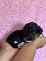 Song, a female Pembroke Welsh Corgi and Poodle - Miniature  for sale in Longmont, CO – 6 of 10