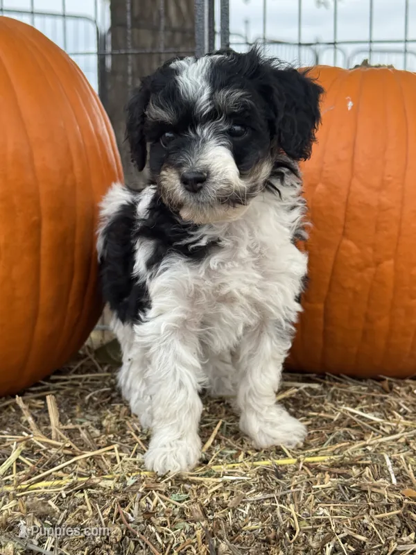 Oreo – Bernedoodle, Miniature Bernedoodle puppy for sale in Longmont, CO