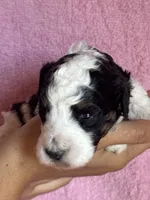Ashland, a female Bernedoodle and Miniature Bernedoodle for sale in Longmont, CO – 7 of 10