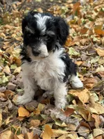 Oreo, a female Bernedoodle and Miniature Bernedoodle for sale in Longmont, CO – 10 of 10