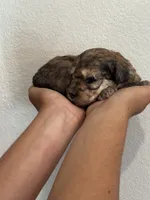 Dutton, a male Bernedoodle and Miniature Bernedoodle for sale in Longmont, CO – 10 of 10