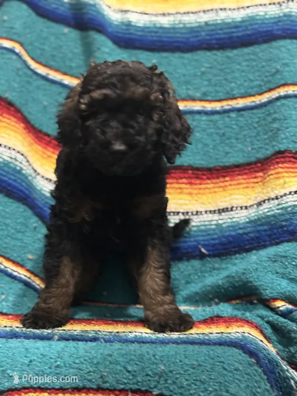 Toby – Poodle - Miniature , Poodle - Standard  puppy for sale in Longmont, CO