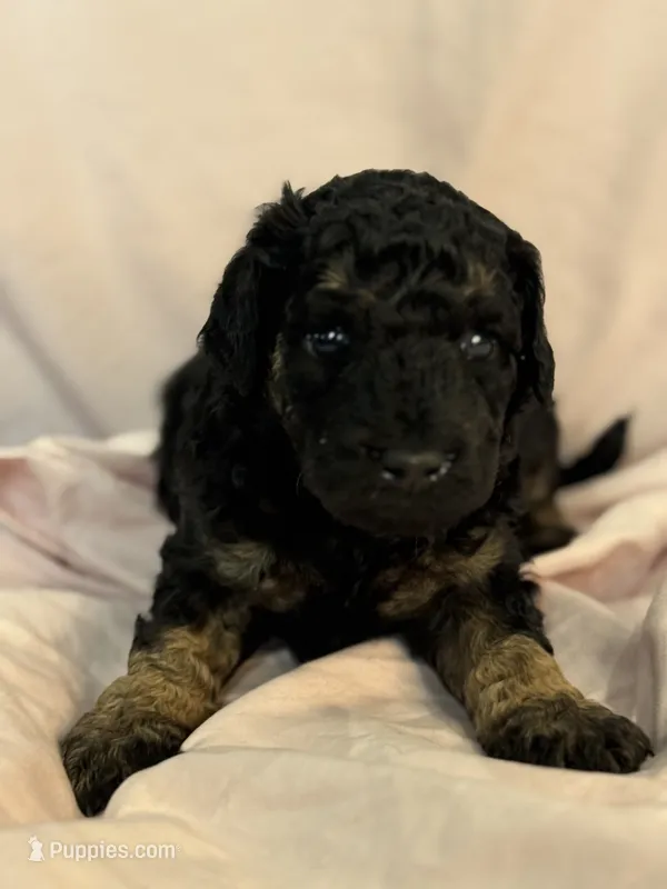 Venice – Bernedoodle, Miniature Bernedoodle puppy for sale in Longmont, CO