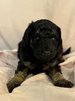 Cordell, a female Bernedoodle and Miniature Bernedoodle for sale in Longmont, CO – 8 of 10